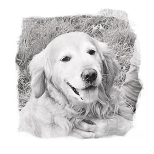 The Therapy Quarters, Newcastle-under-Lyme, Staffordshire - Therapist Profiles; Bruce - Golden Retriever.